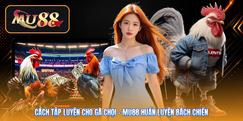 Cách Tập Luyện Cho Gà Chọi | Mu88 Huấn Luyện Bách Chiến