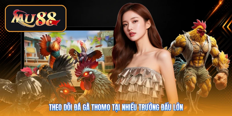 Theo dõi đá gà Thomo tại nhiều trường đấu lớn